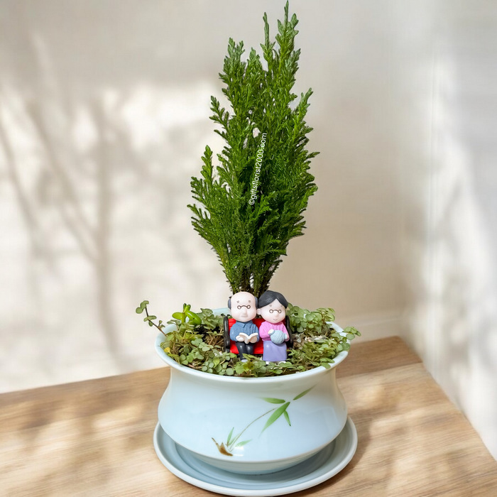 "Get Old Together" Mini Cypress Tree Bonsai