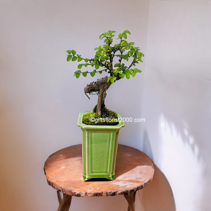 Bonsai-Elm Bonsai Tree