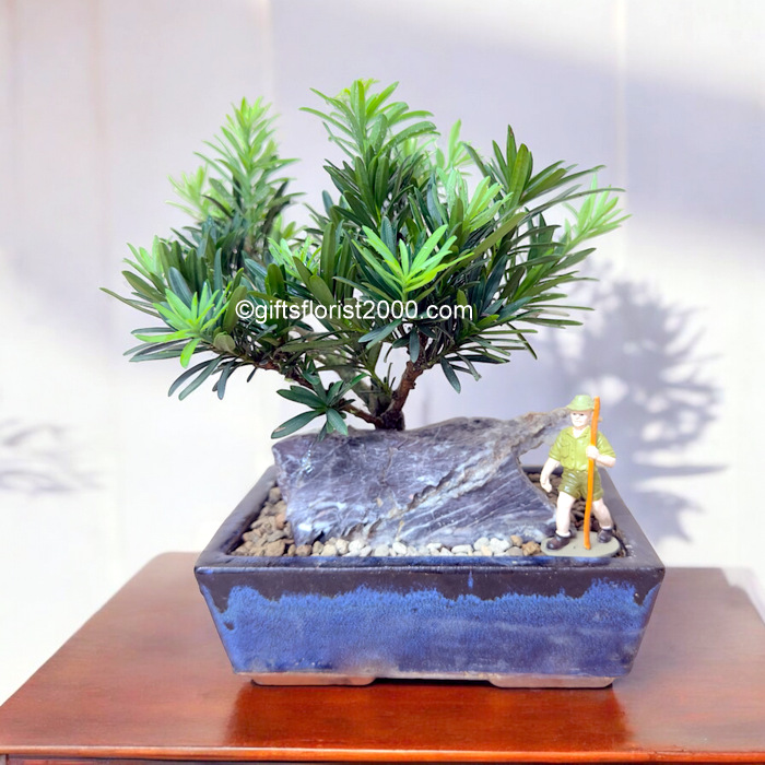 Bonsai-Podocarpus 羅漢松