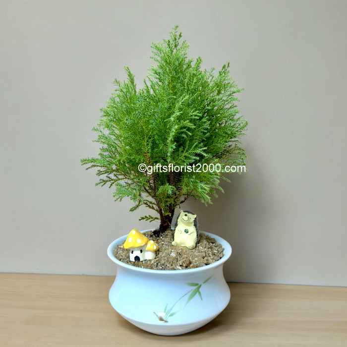 Miniature Cypress Tree in Decorative Pot with Figurines